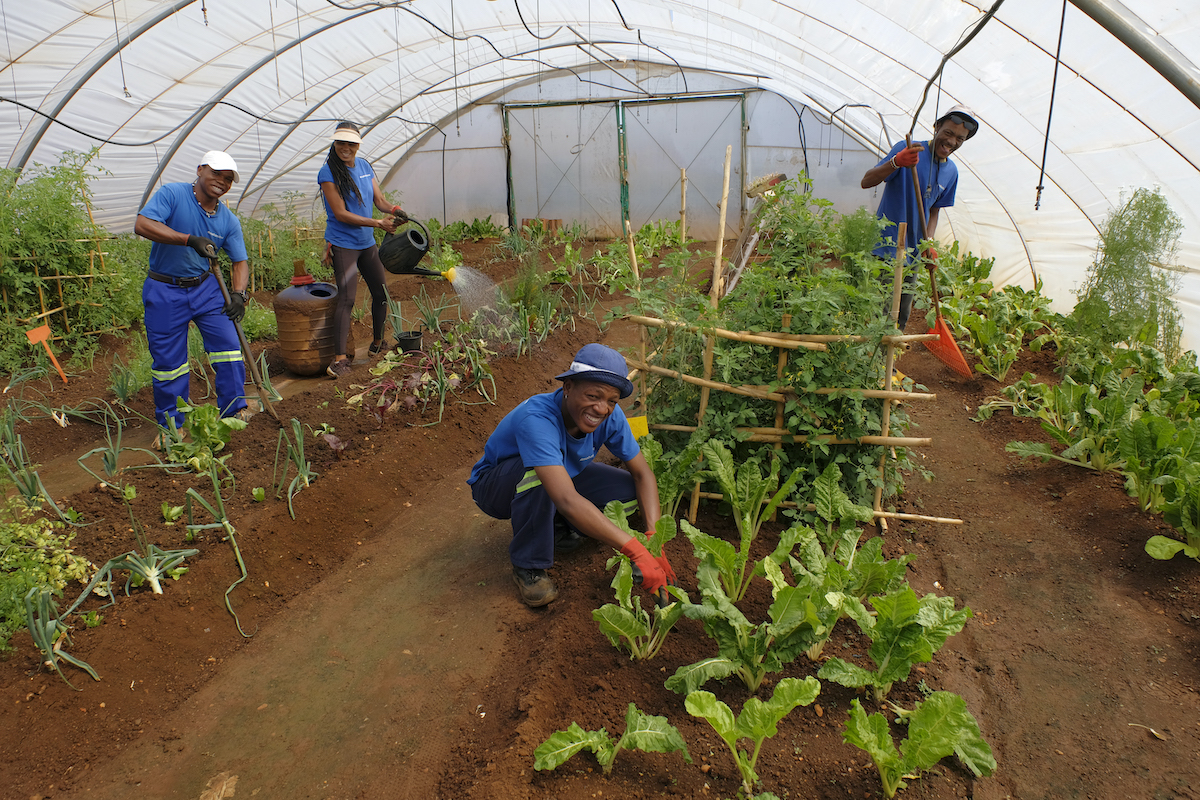 organic gardening team attending the vegetables at the winnie mabaso foundation
