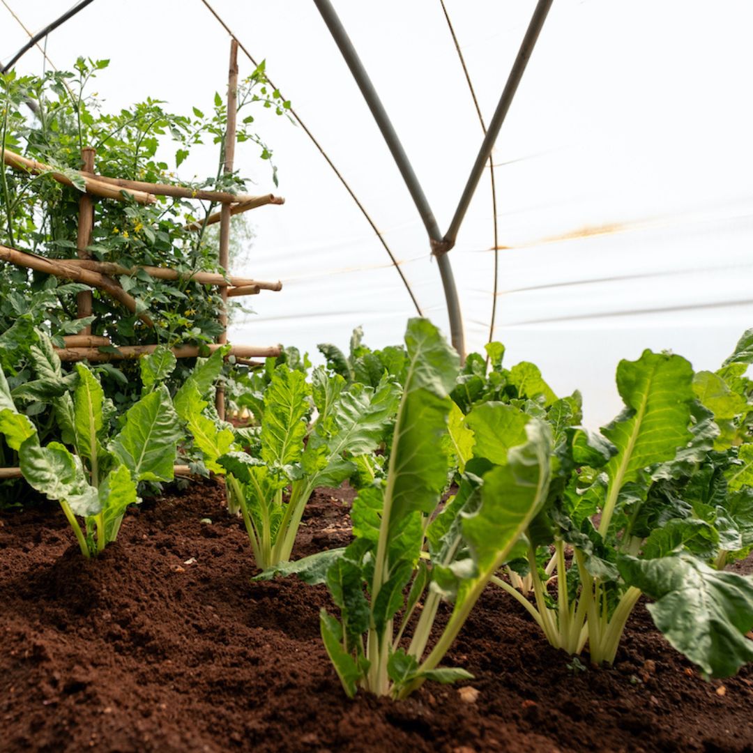 gardening scheme to grow vegetables is one of the winnie mabaso initiatives in Meriting